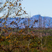 View from Grace Ridge by randystreat