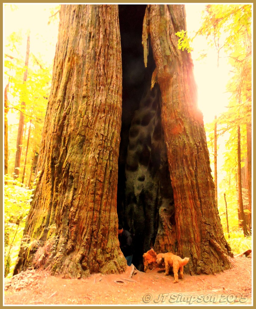 Tree trunk exploration... by soylentgreenpics
