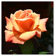 21st Nov 2015 - Orange Rose...