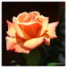 Orange Rose... by julzmaioro