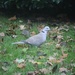 18 November 2015 Ring collared dove on the leafy lawn by lavenderhouse