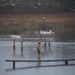19 November 2015 Heron and company at Sturt Pond Milford on Sea by lavenderhouse