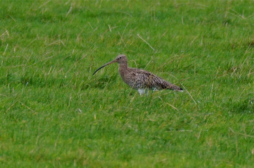CURLEW by markp