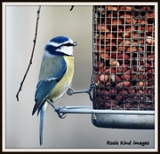 21st Nov 2015 - Another of my favourite friends - the blue tit