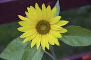 1st Aug 2015 - Yellow Flower