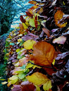 21st Nov 2015 - Our Beech hedge...