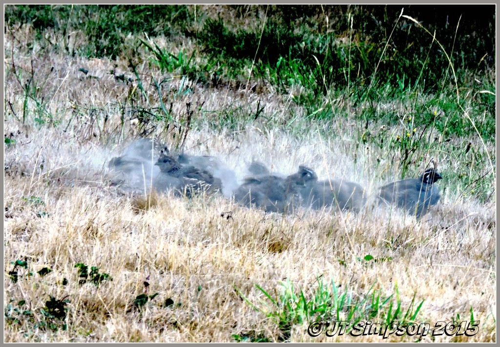 Run for your lives!  It's a Thundering Herd!!!!!..........of Quail.         by soylentgreenpics