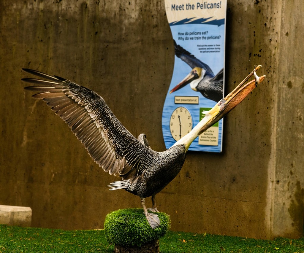 Meet the Pelicans  by jgpittenger
