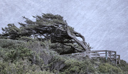 21st Nov 2015 - windblown Tree for Textures 