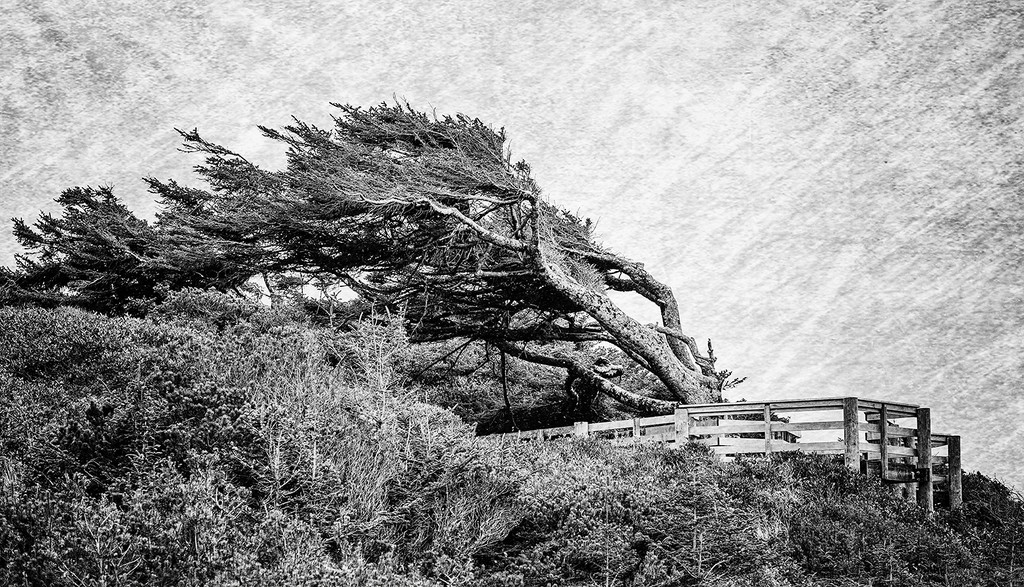 windblown Tree for Textures b and w by jgpittenger