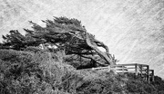 21st Nov 2015 - windblown Tree for Textures b and w