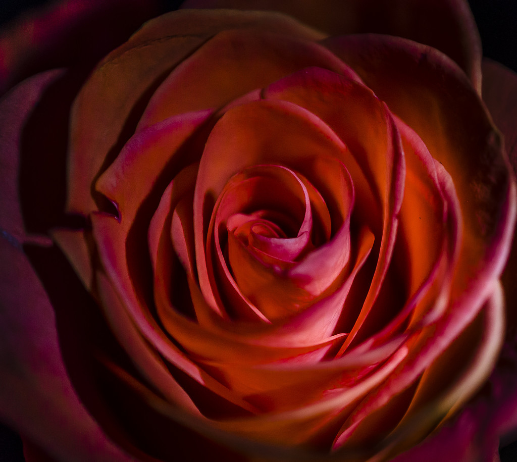 Rose. by tonygig