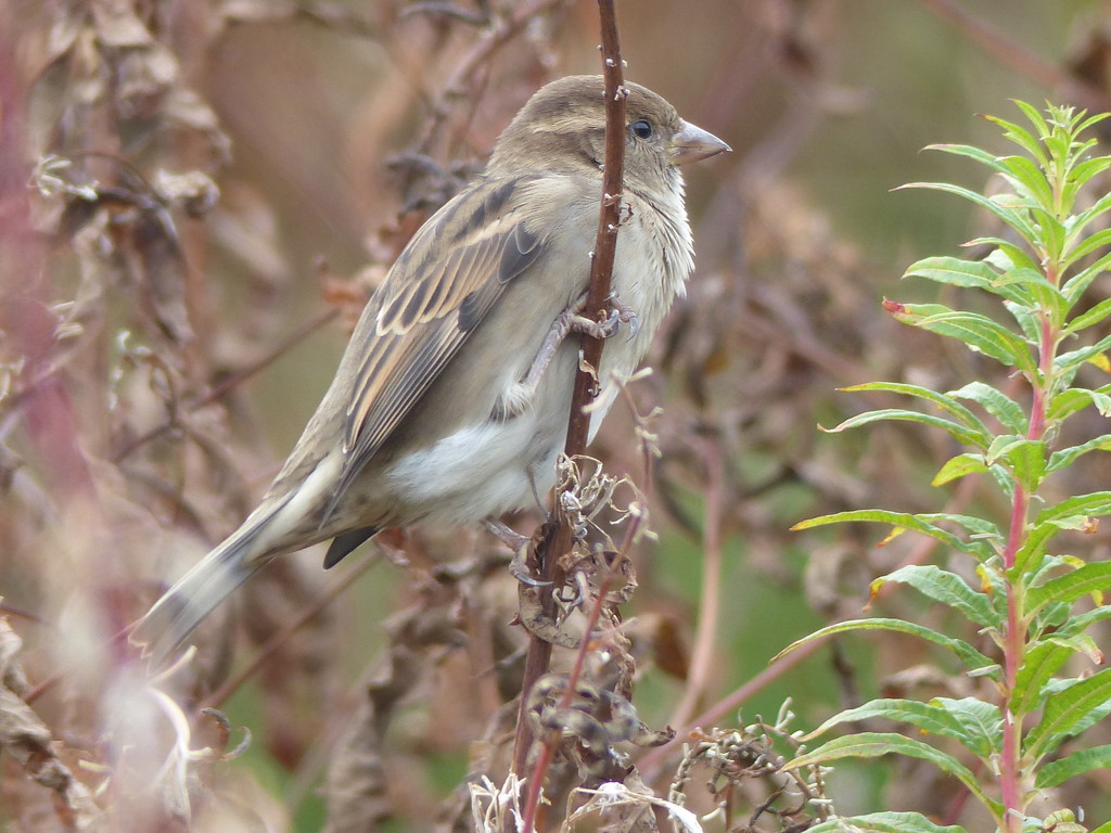  House Sparrow (Female) by susiemc