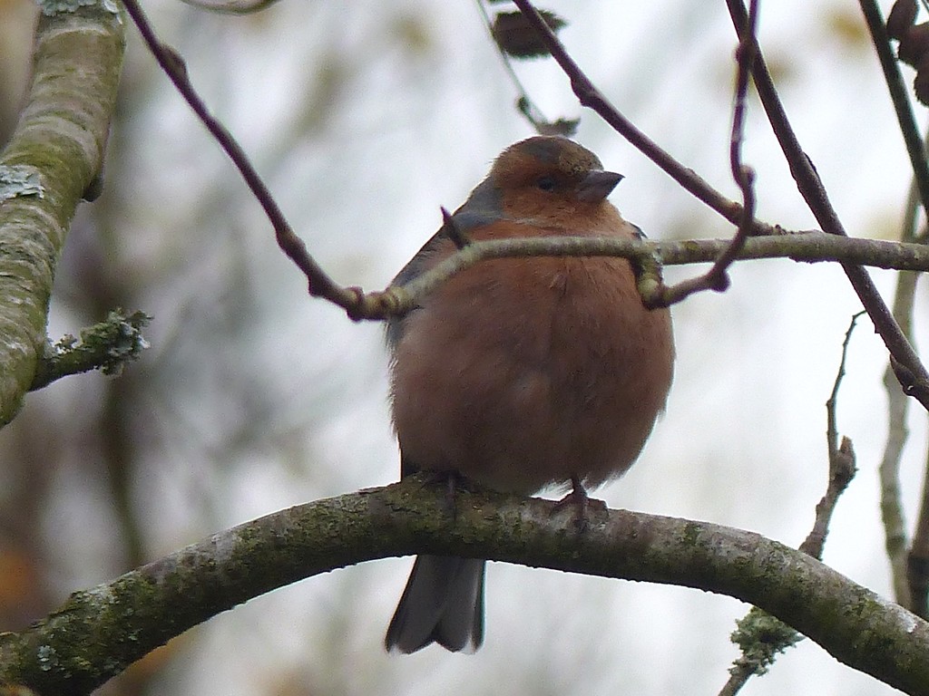  Chaffinch (Male)  by susiemc