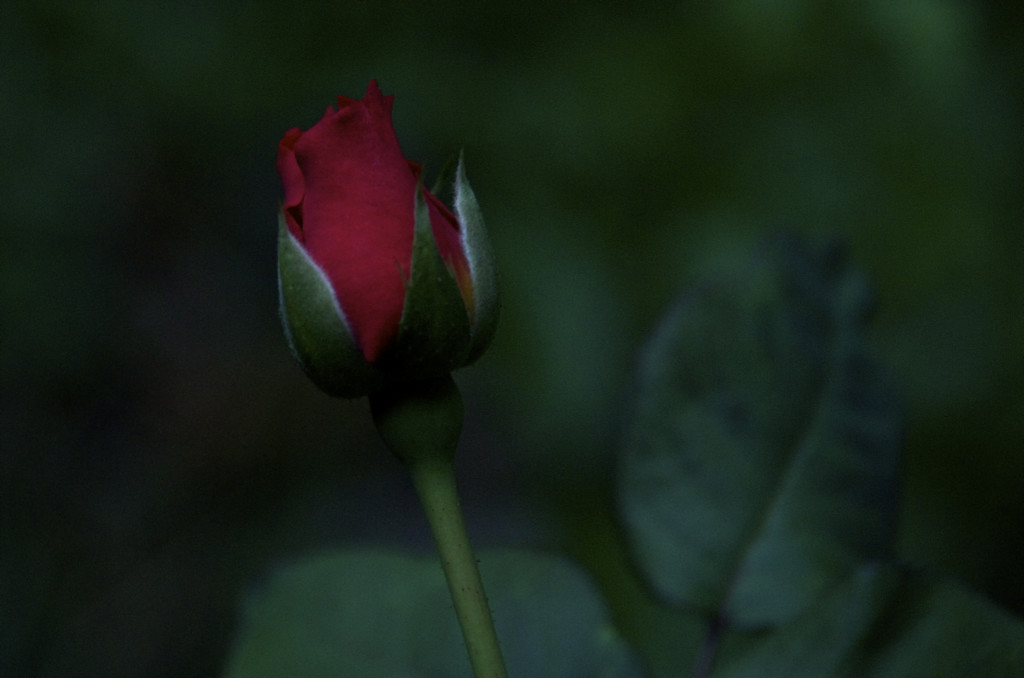Dark Rose by houser934
