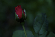 8th Aug 2015 - Dark Rose