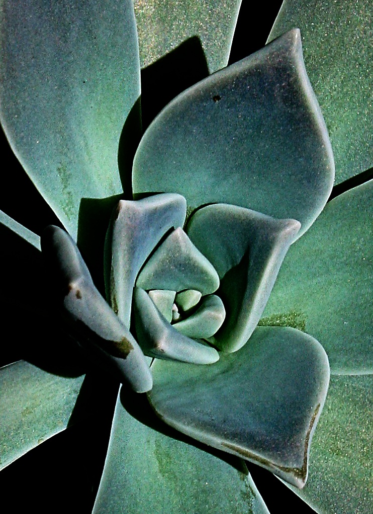 succulent by corymbia
