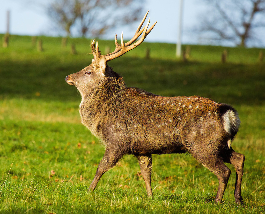 21st November 2015     - Fallow deer Stag by pamknowler