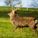 21st November 2015     - Fallow deer Stag by pamknowler