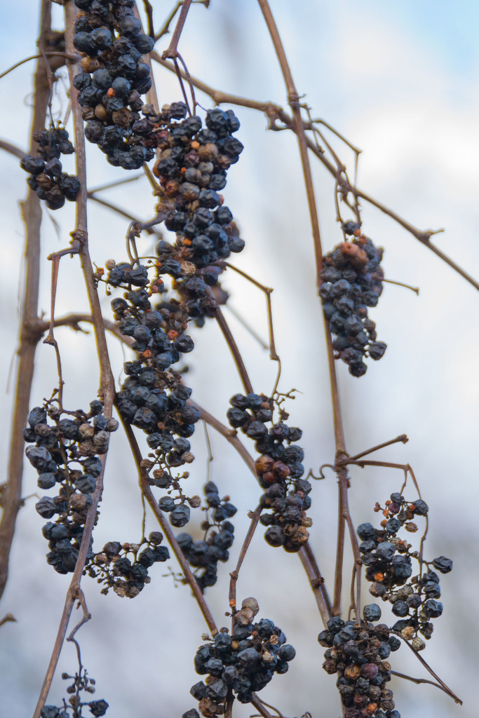 More wild grapes by meemakelley