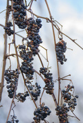 17th Nov 2015 - More wild grapes