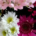 Birthday Flowers by linnypinny