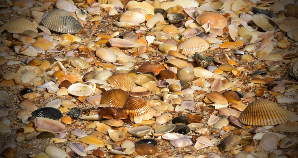 Seashells on the Beach by rickster549