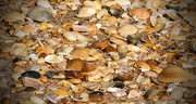 21st Nov 2015 - Seashells on the Beach