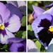 Fall Pansies to Brighten Our Deck by markandlinda