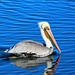 A Lonely Pelican Swims by Our Dock by markandlinda