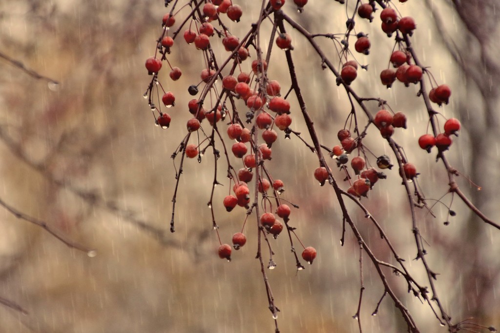 Berry Rainy by lynnz