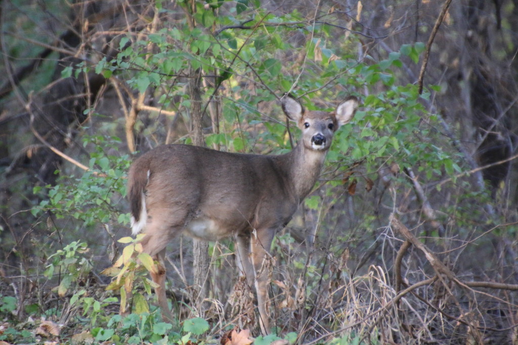 Deer by lynnz