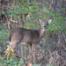 Deer by lynnz