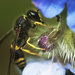 Asian Paper Wasp (Polistes chinensis) by kali66