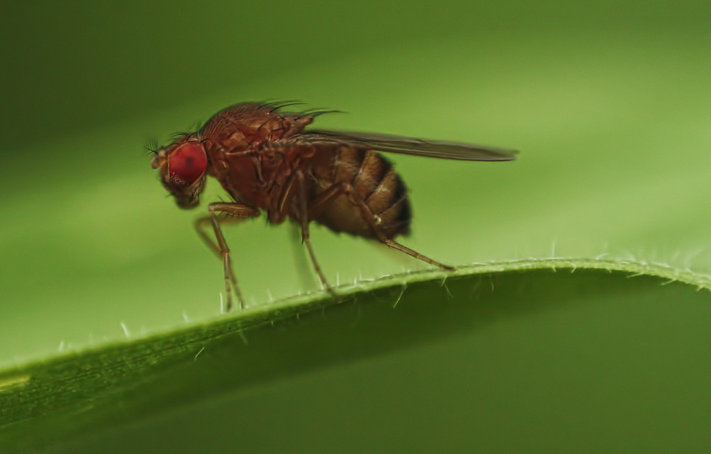vinegar fly (Drosophilidae) by kali66