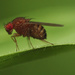 vinegar fly (Drosophilidae) by kali66