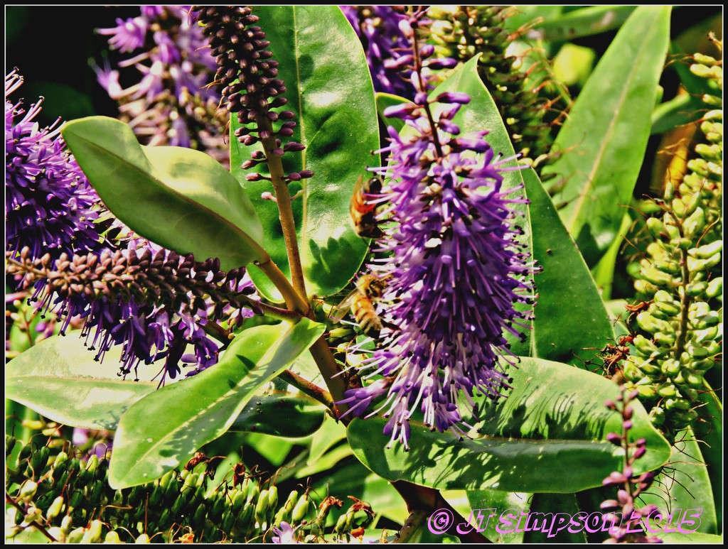 Busy Bees... by soylentgreenpics