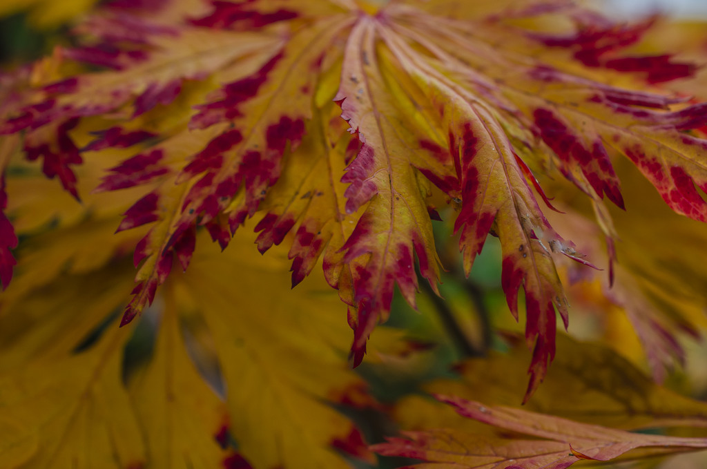 Autumn Colours by tonygig