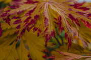 19th Nov 2015 - Autumn Colours