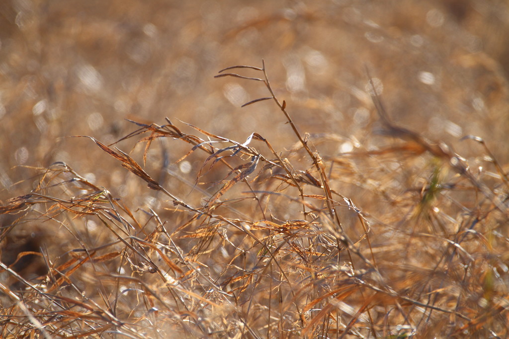 Marsh Grasses by tosee