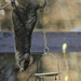 Hanging Breakfast by gardencat