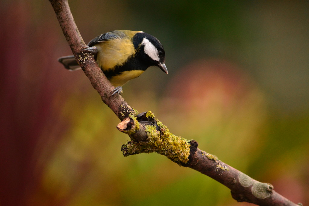 Great-tit on a branch by ziggy77