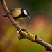 Great-tit on a branch by ziggy77