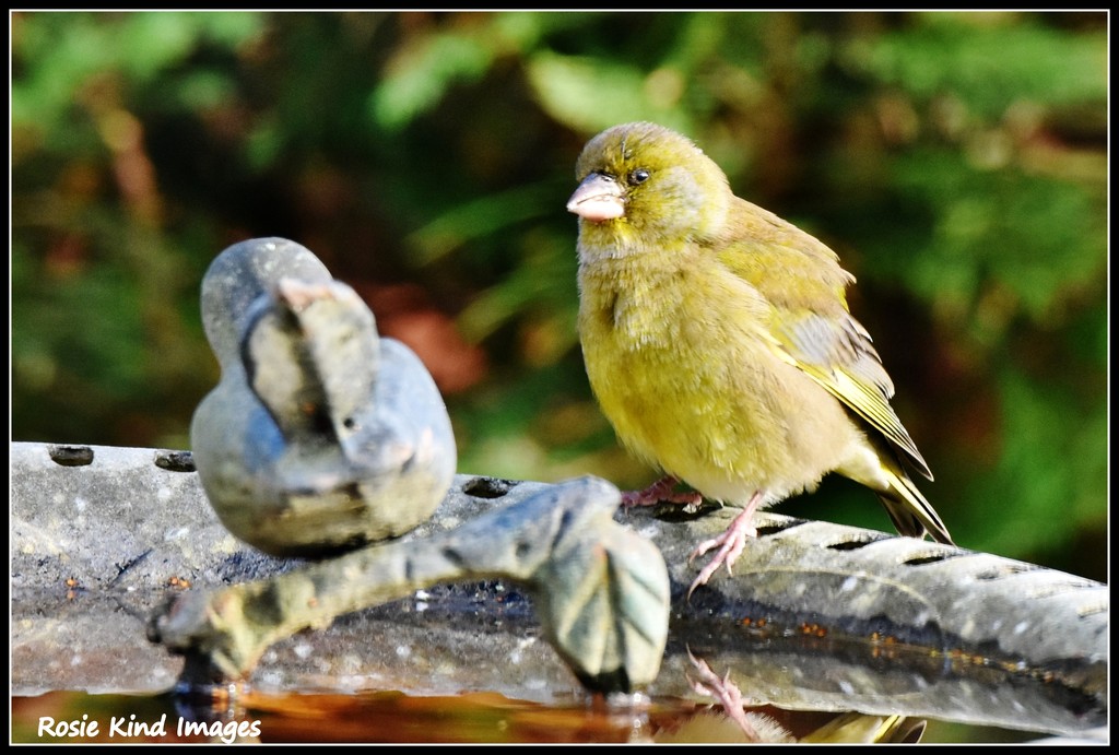 The greenfinch - deciding whether to have a bath by rosiekind