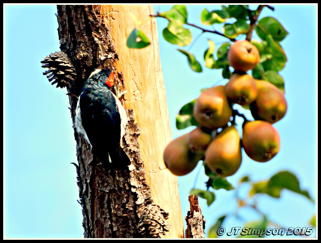 "Ain't we a pear" by soylentgreenpics