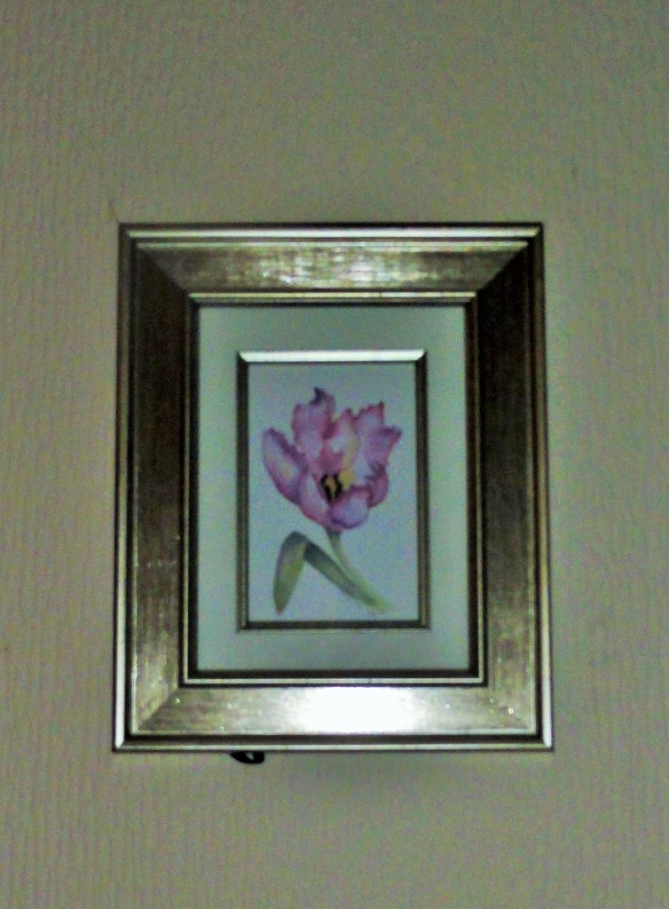  Tulip  by beryl