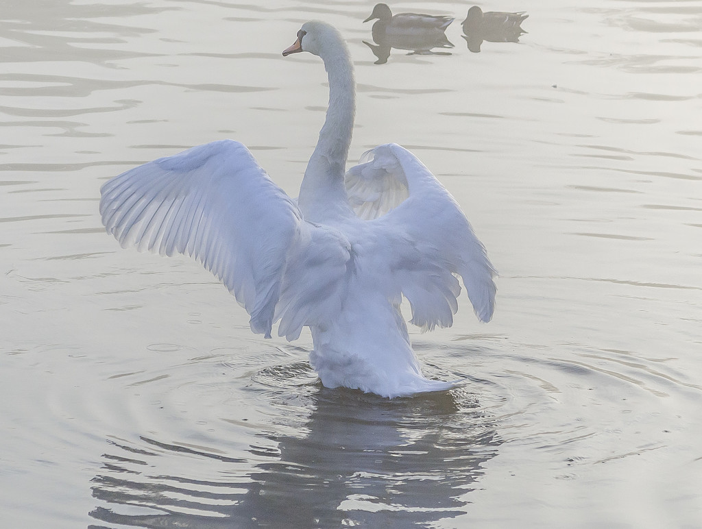 The Swan by tonygig