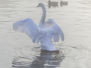 20th Nov 2015 - The Swan
