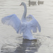 The Swan by tonygig