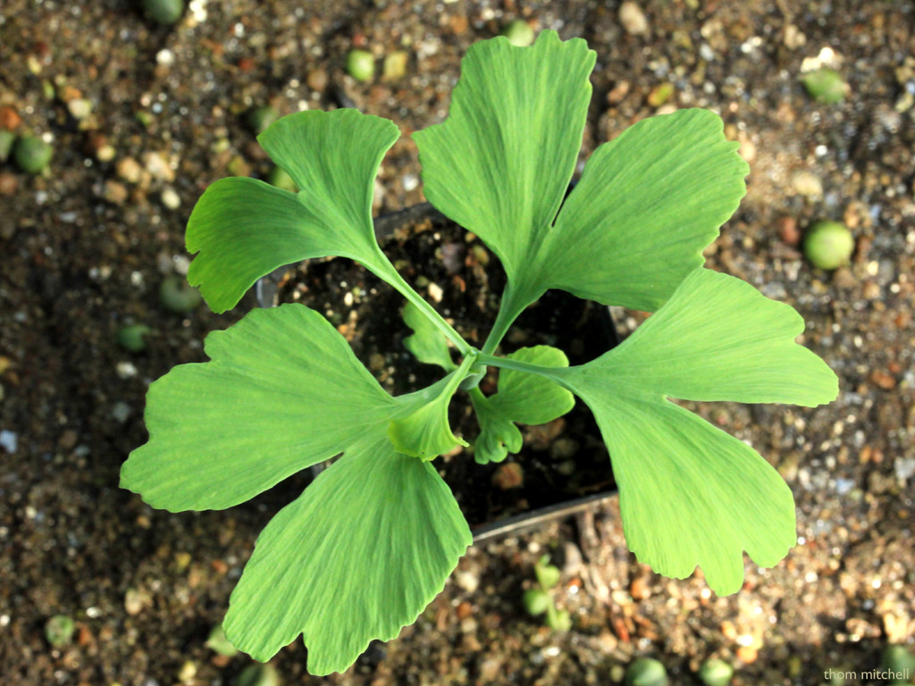 Ginkgo biloba (seedling) by rhoing